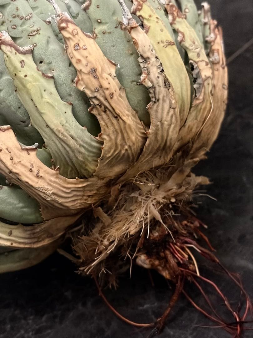 jone ページ耐寒性アガベ エボリスピナ陽炎◇短葉大株ドライガーデン