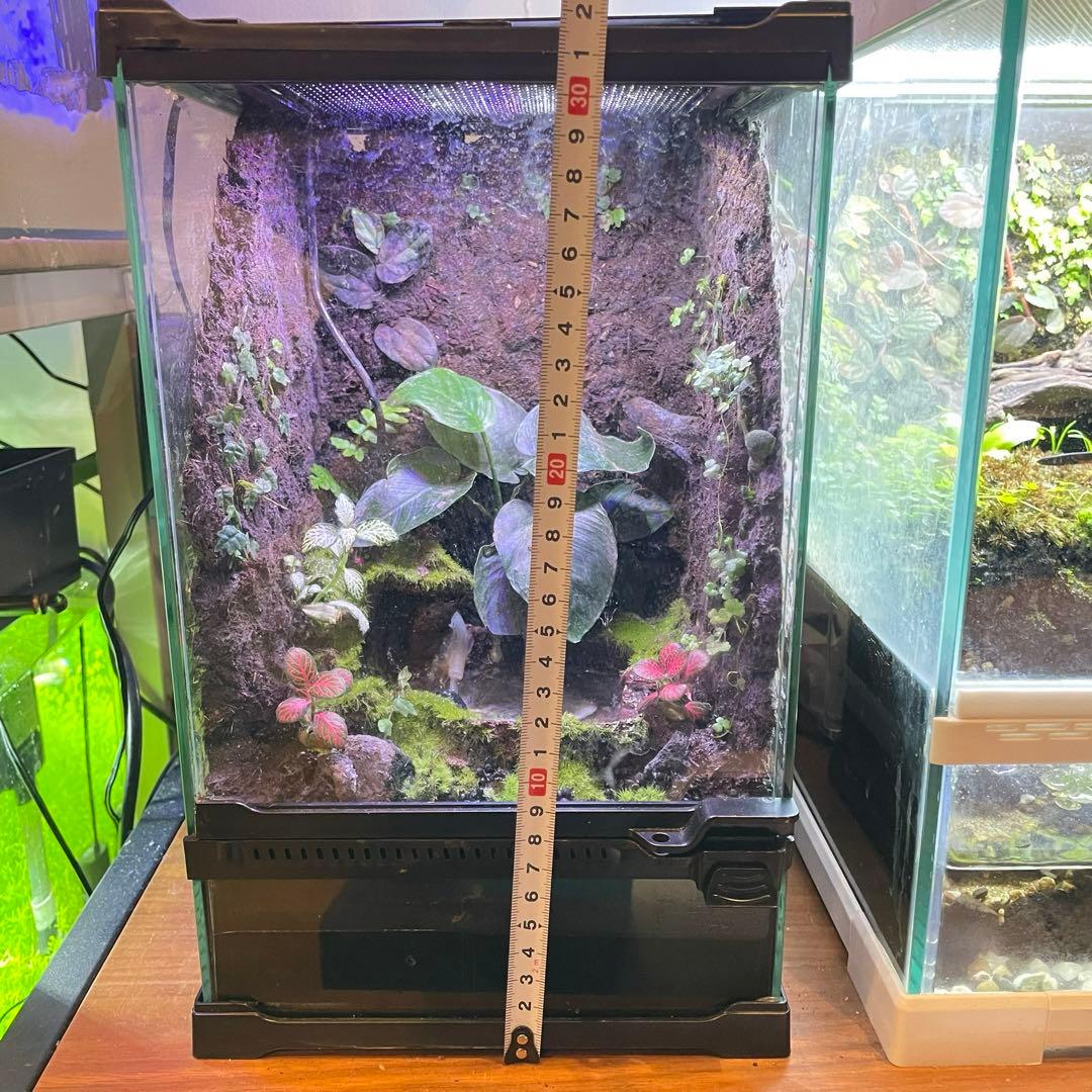 【最終値下げ】レイアウト水槽 イモリウム カエルリウム