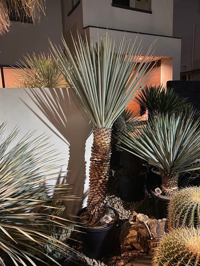 ユッカ　マルデヌベスverリギダ