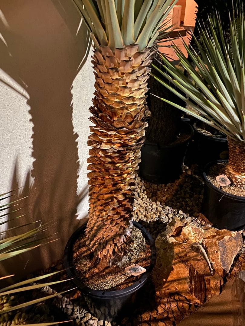 ユッカ　マルデヌベスverリギダ