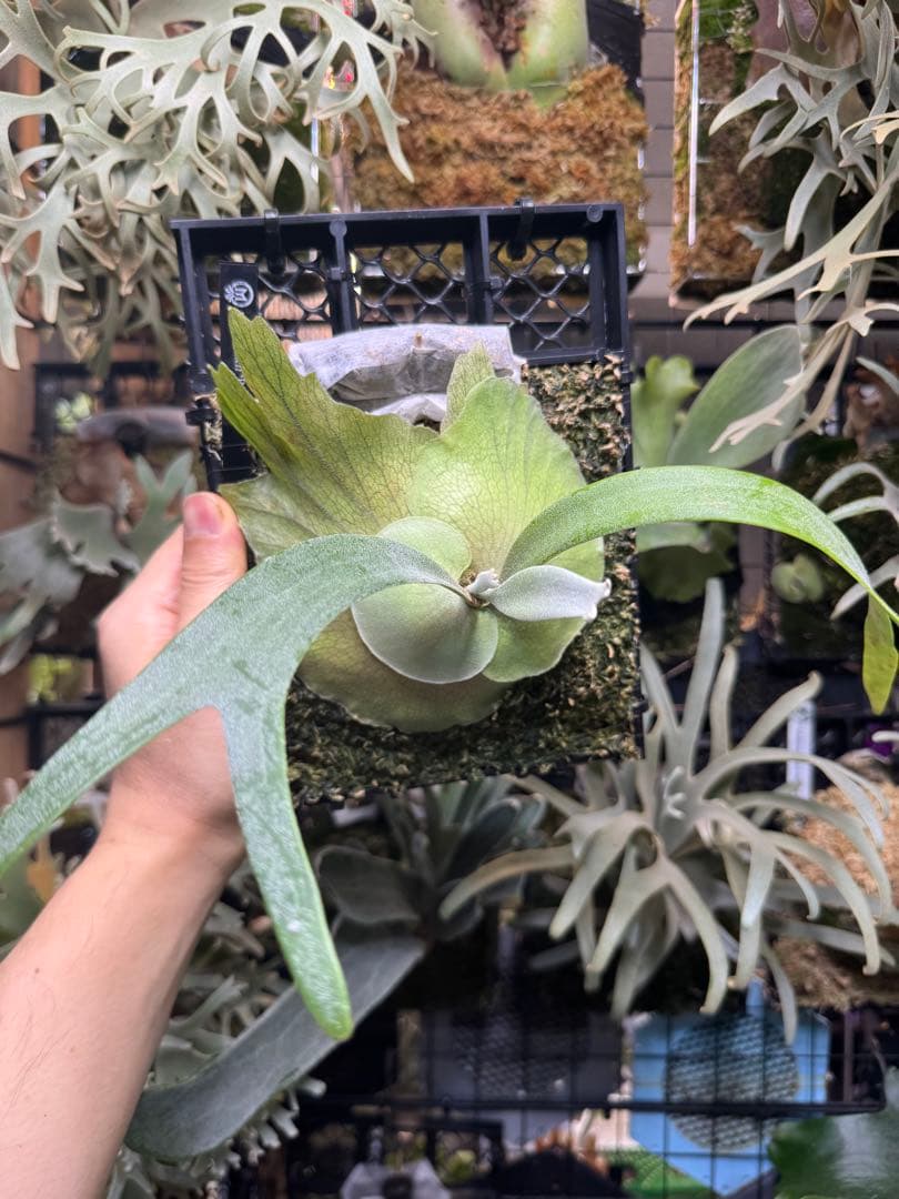 ビカクシダ willinckii believe