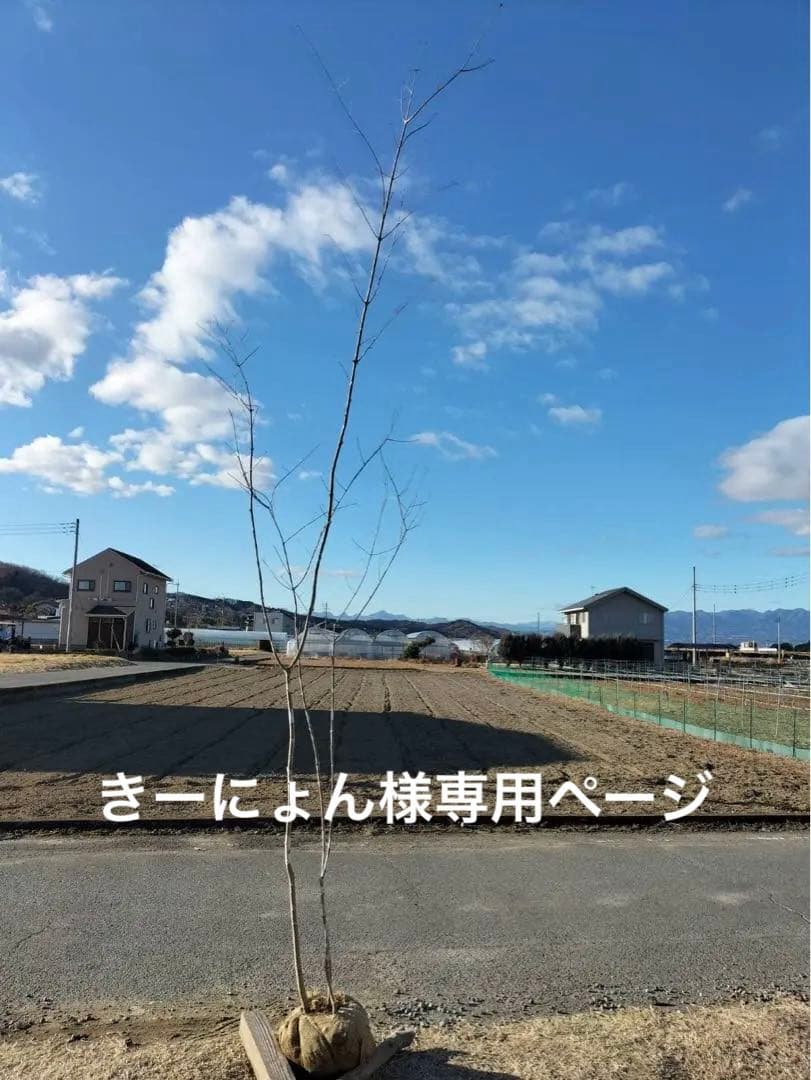 山採り アオダモ 自然樹形 株立ち 3本立ち