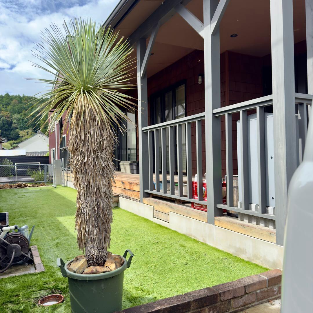 愛知県豊田市引き渡しのみ ユッカロストラータ　鉢底高190cm