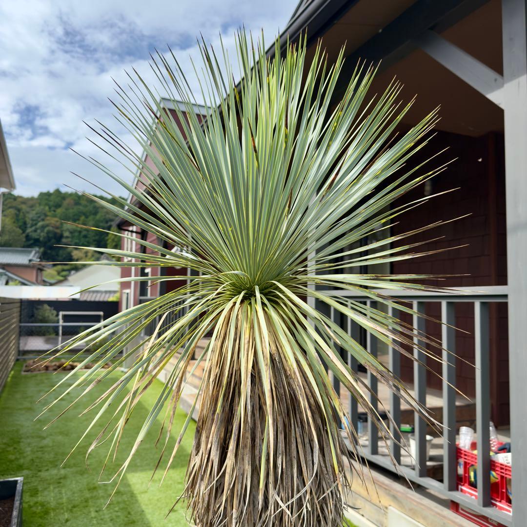 愛知県豊田市引き渡しのみ ユッカロストラータ　鉢底高190cm