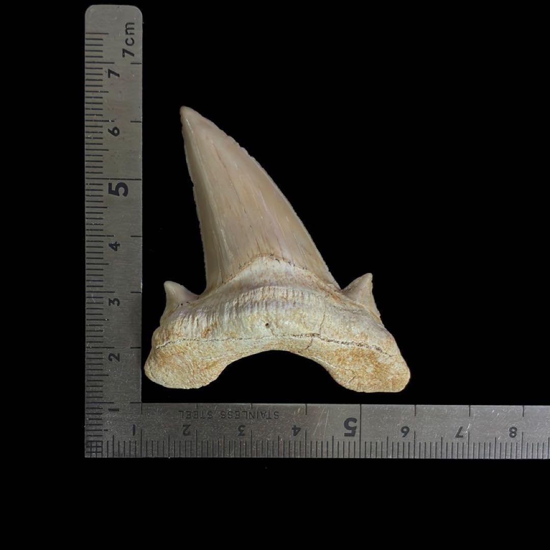 オトドゥス　歯　化石　モロッコ産　サメの歯