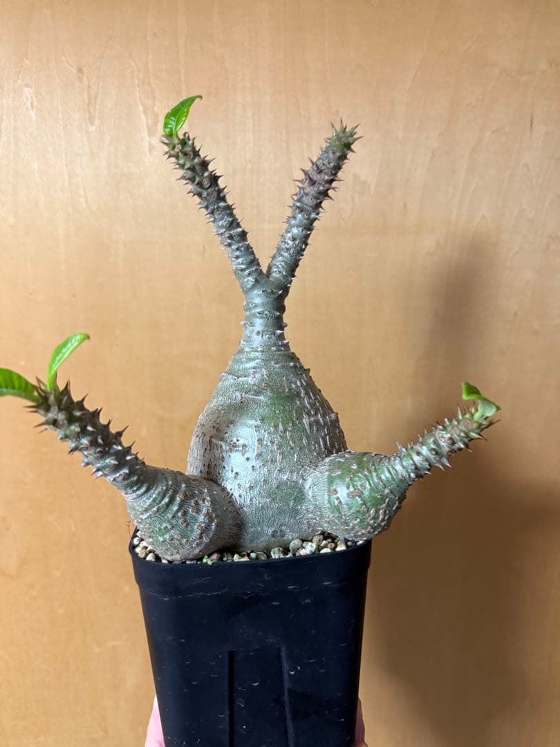 実生大株　パキポディウムウィンゾリー