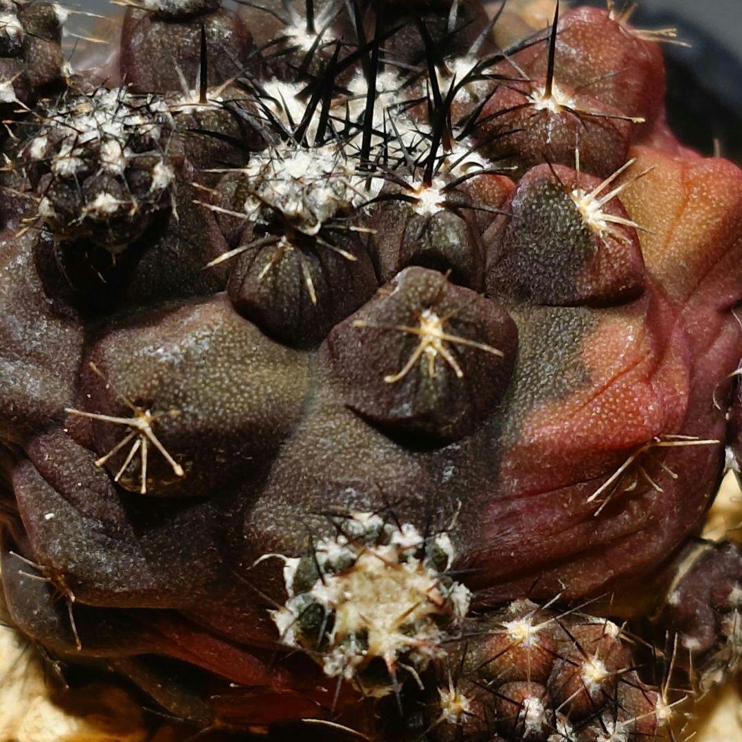 コピアポア // デュラ // ハイブリッド / 斑入り（20250803-8）