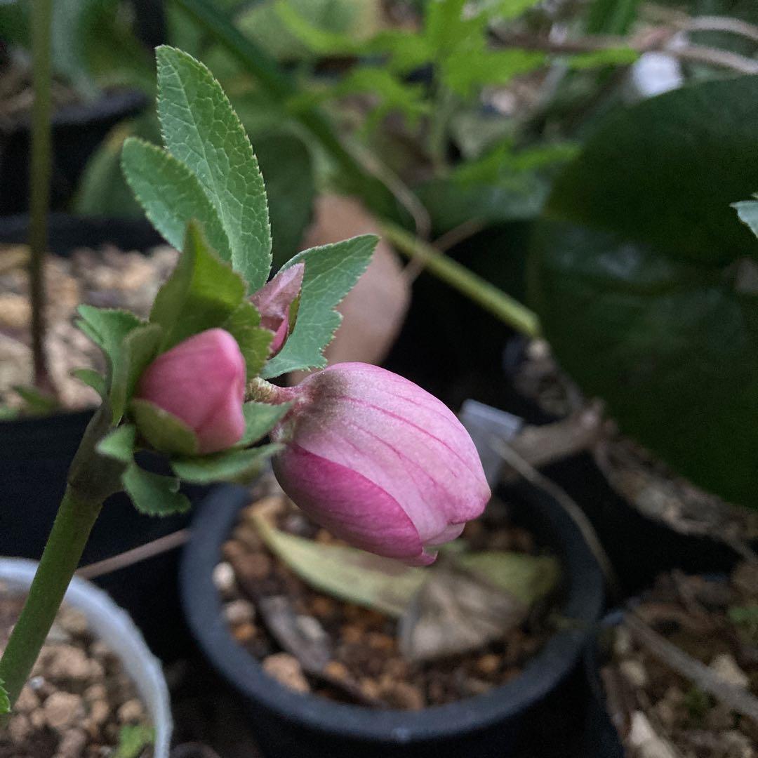 クリスマスローズ　小輪多花ピンク　株分け前提