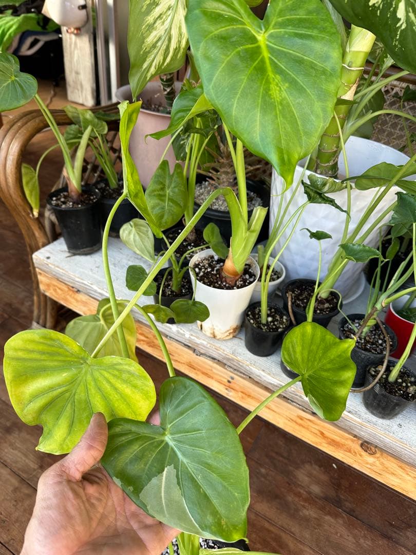 モンステラ・ポトス Alocasia cucullata white variegated