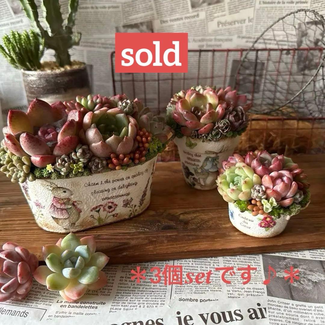 ★Rabbit♡リメイク鉢★そのまま飾れる多肉植物の寄せ植えちまちまリメ鉢