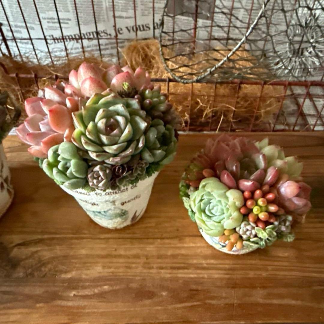 ★Rabbit♡リメイク鉢★そのまま飾れる多肉植物の寄せ植えちまちまリメ鉢