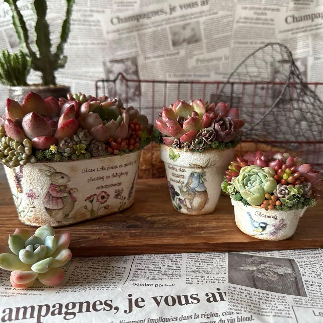 ★Rabbit♡リメイク鉢★そのまま飾れる多肉植物の寄せ植えちまちまリメ鉢