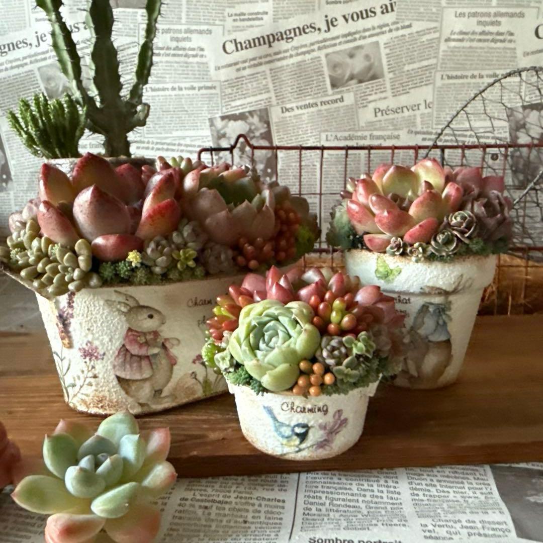 ★Rabbit♡リメイク鉢★そのまま飾れる多肉植物の寄せ植えちまちまリメ鉢