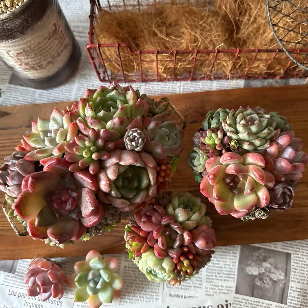 ★Rabbit♡リメイク鉢★そのまま飾れる多肉植物の寄せ植えちまちまリメ鉢