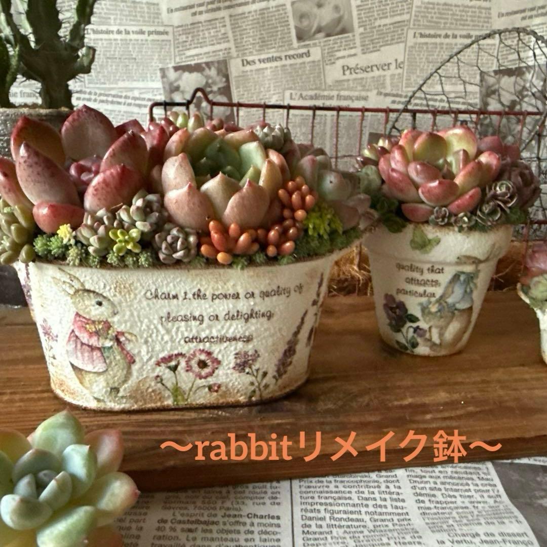 ★Rabbit♡リメイク鉢★そのまま飾れる多肉植物の寄せ植えちまちまリメ鉢