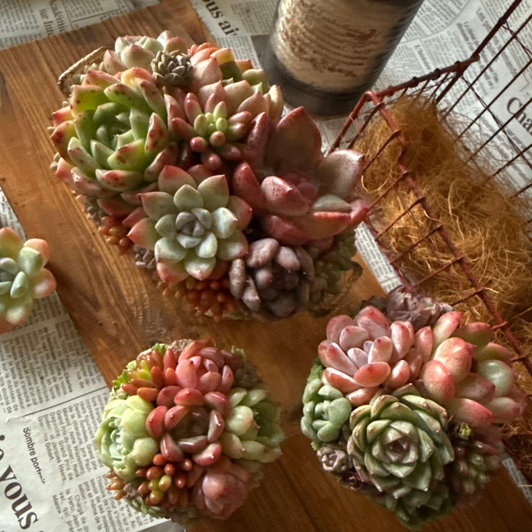 ★Rabbit♡リメイク鉢★そのまま飾れる多肉植物の寄せ植えちまちまリメ鉢