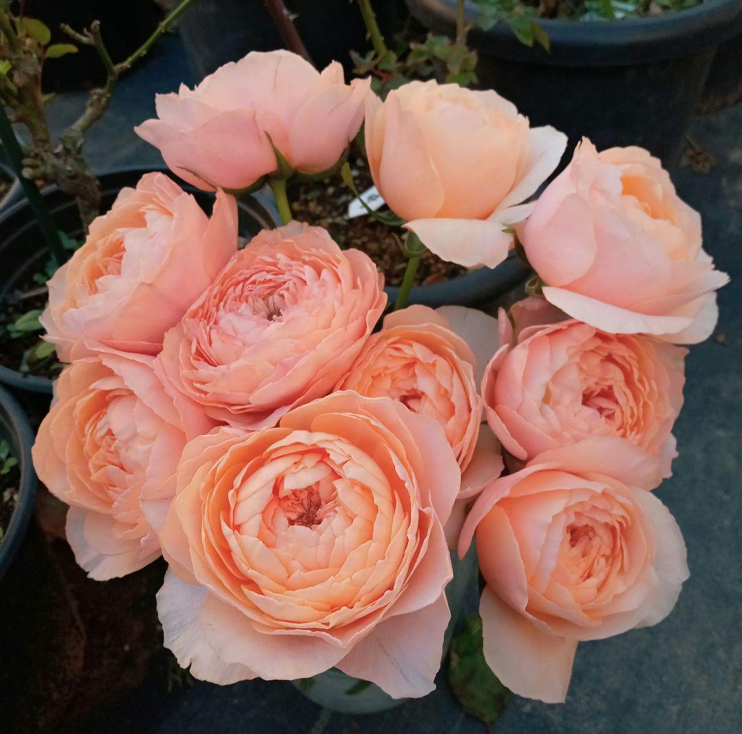 バラ苗(入手困難切り花種) 激レア種 和バラ 小苗