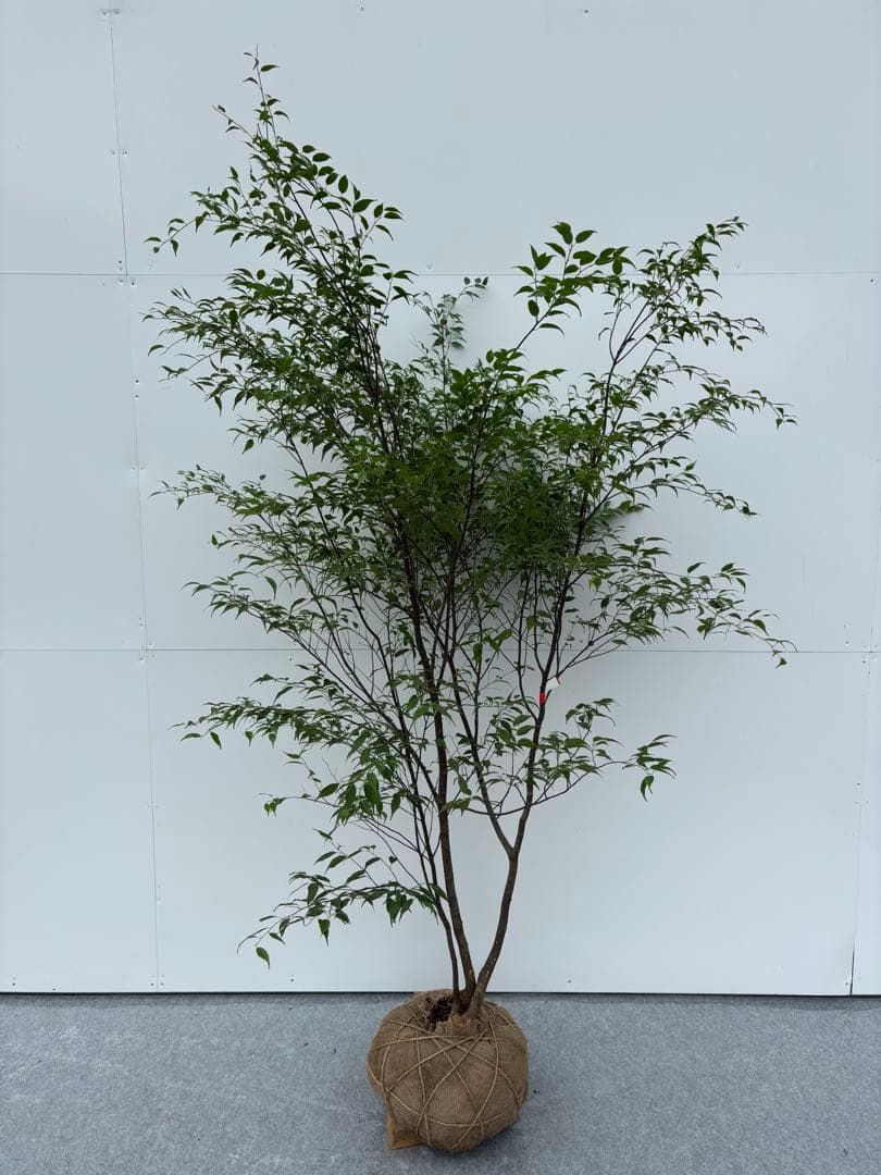 猫山 美しい樹形が魅力的 山採り ハイノキ 株立 643 樹高1.8m位