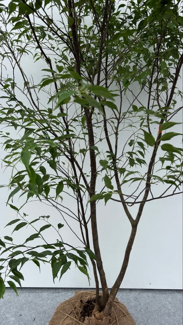 猫山 美しい樹形が魅力的 山採り ハイノキ 株立 643 樹高1.8m位