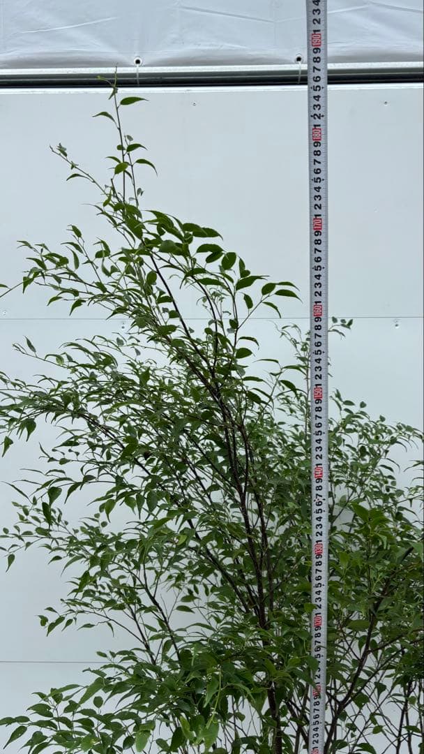 猫山 美しい樹形が魅力的 山採り ハイノキ 株立 643 樹高1.8m位