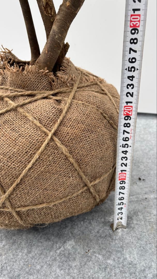 猫山 美しい樹形が魅力的 山採り ハイノキ 株立 643 樹高1.8m位