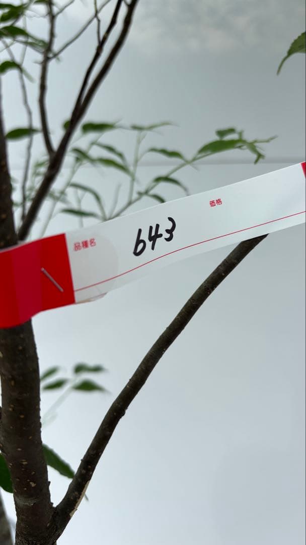 猫山 美しい樹形が魅力的 山採り ハイノキ 株立 643 樹高1.8m位