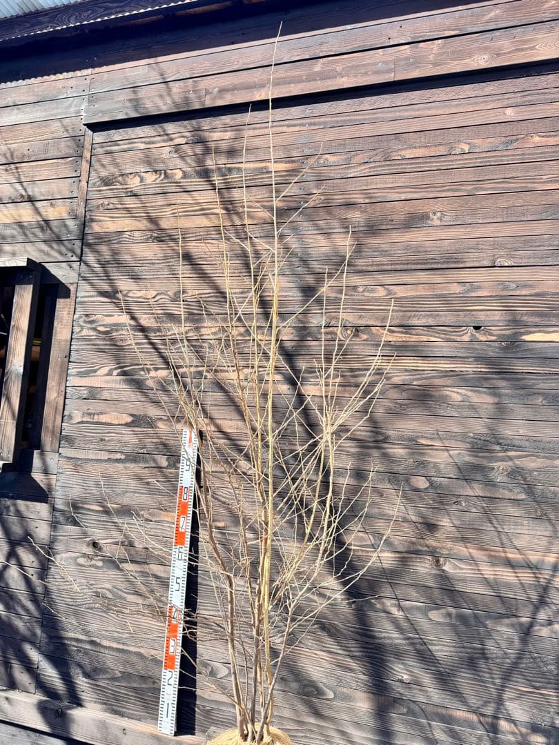 エゴノキ/大株立ち【現品発送】管理80008