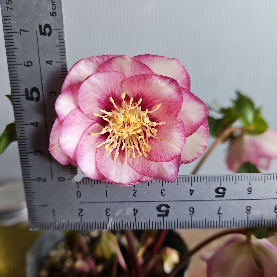 あけみっきー様ご購入苗㉖-361㉖-120㉖-359クリスマスローズ