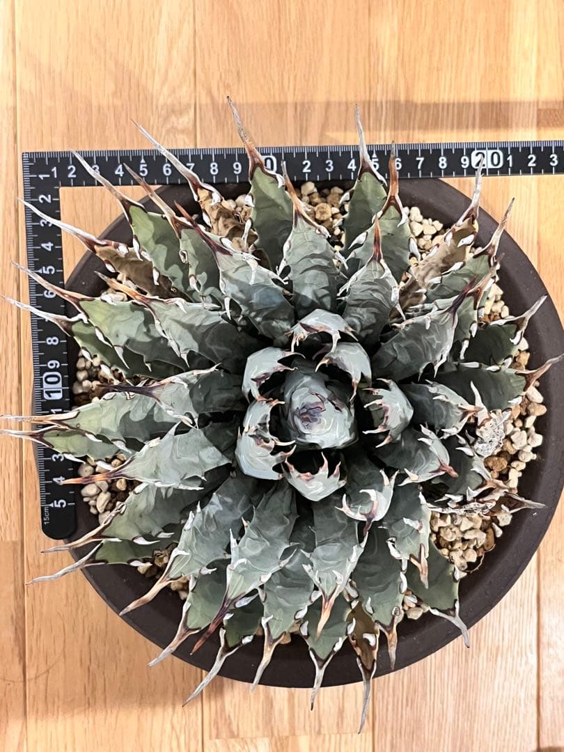 エボリスピナ 発根済み 陶器鉢付きユタエンシス アガベ コレクション株 大株