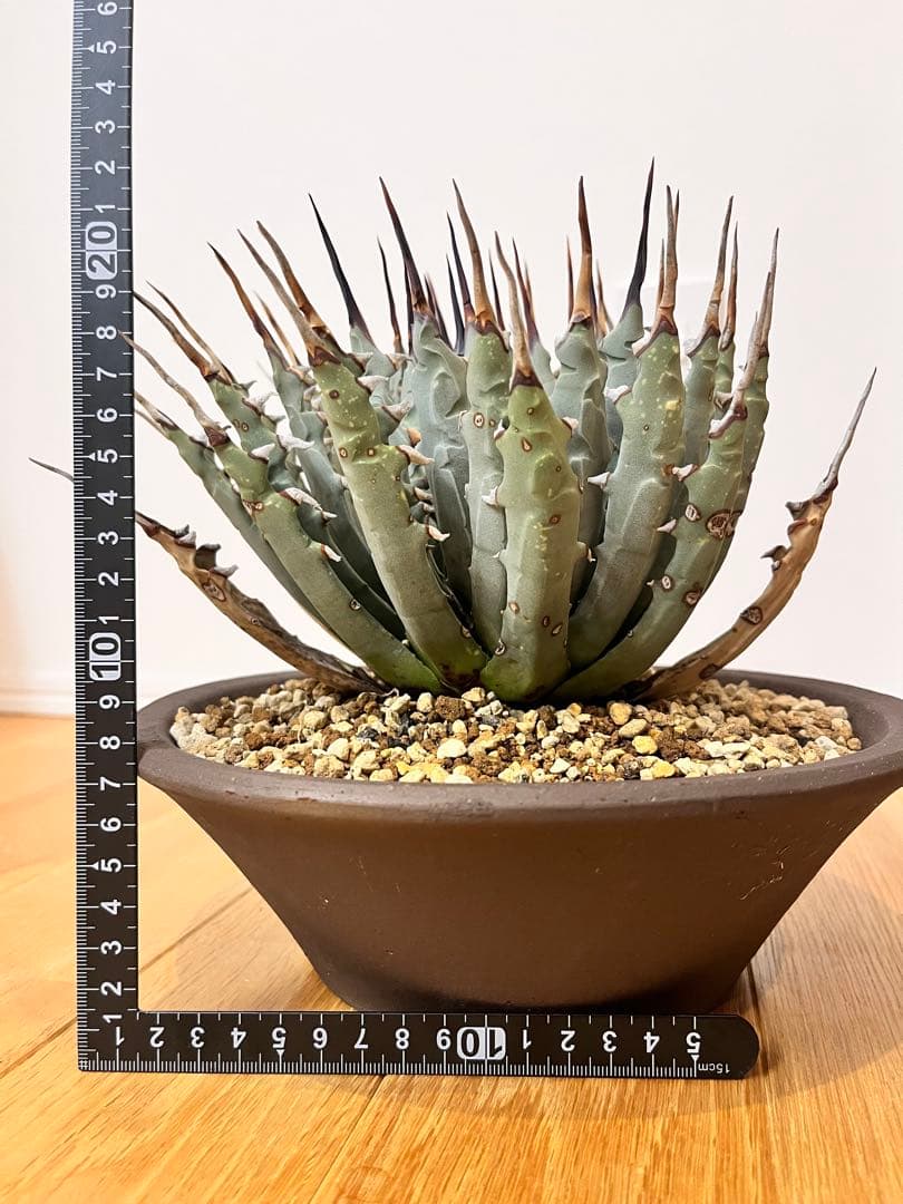 エボリスピナ 発根済み 陶器鉢付きユタエンシス アガベ コレクション株 大株