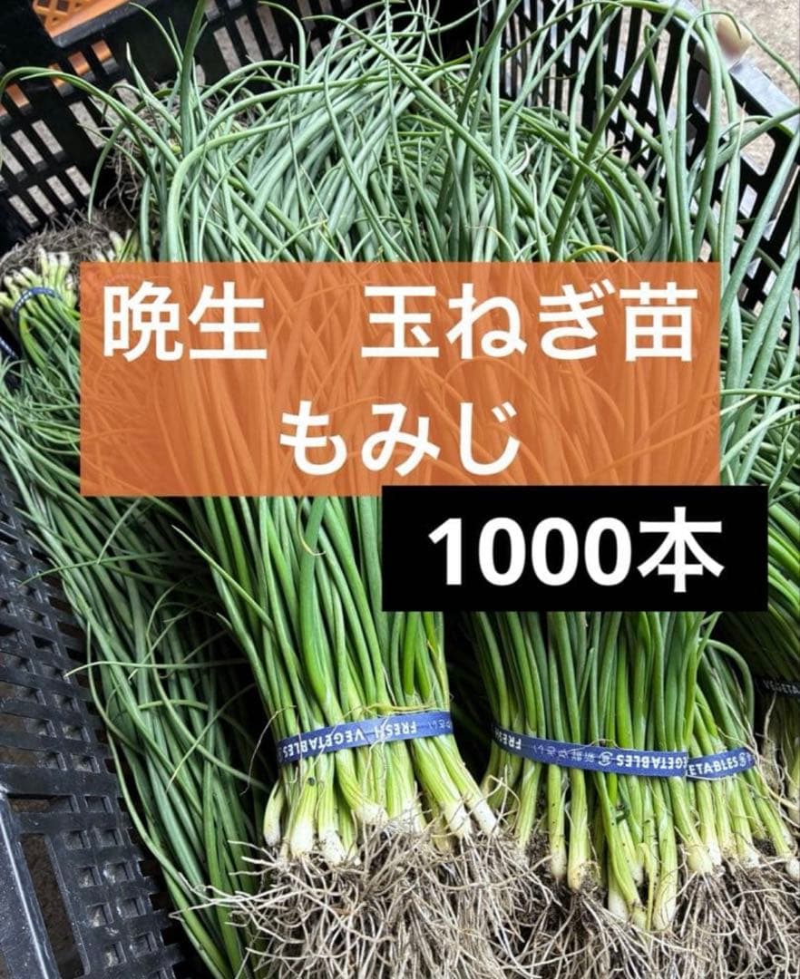 【晩生】玉ねぎ苗▼もみじ1000本【超メルカリ市】