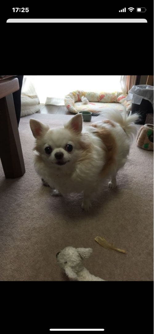 画像確認用　背中、全身伏せポーズ