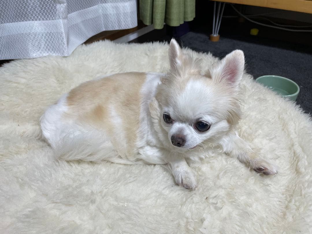 画像確認用　背中、全身伏せポーズ