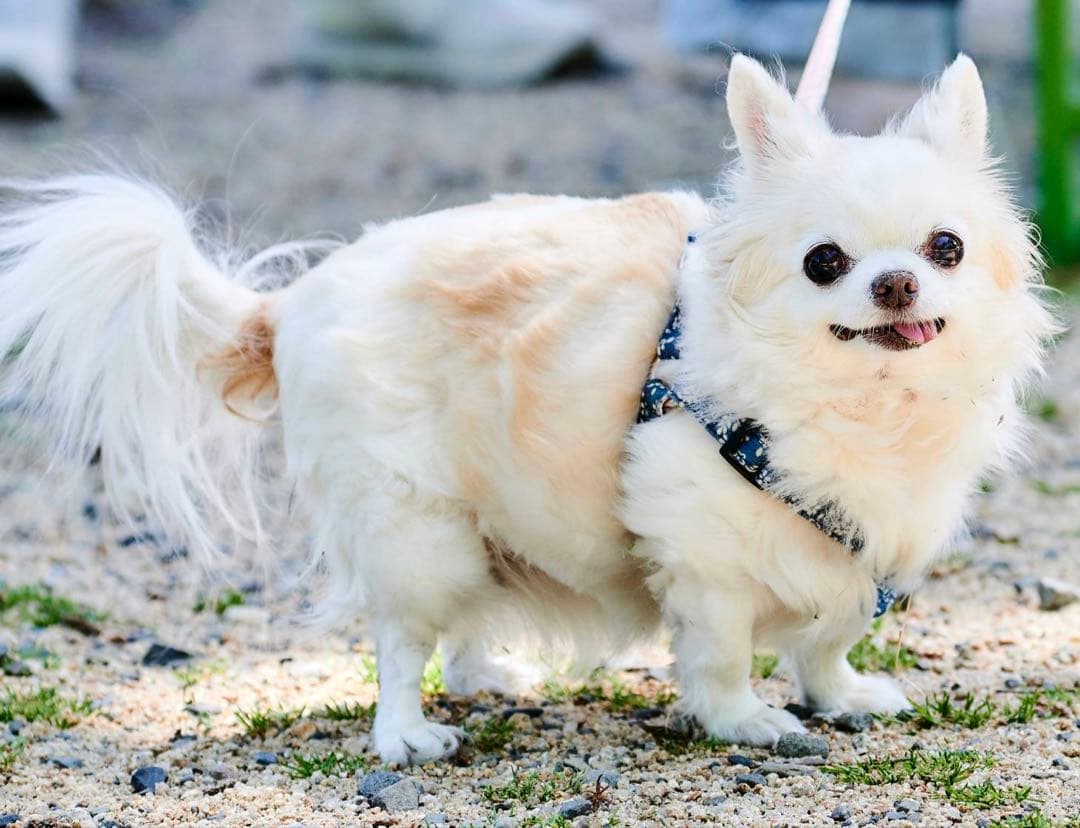 画像確認用　背中、全身伏せポーズ