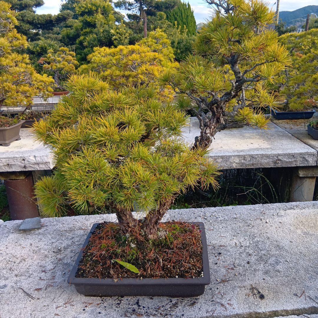 五葉松（持ち込み古い）