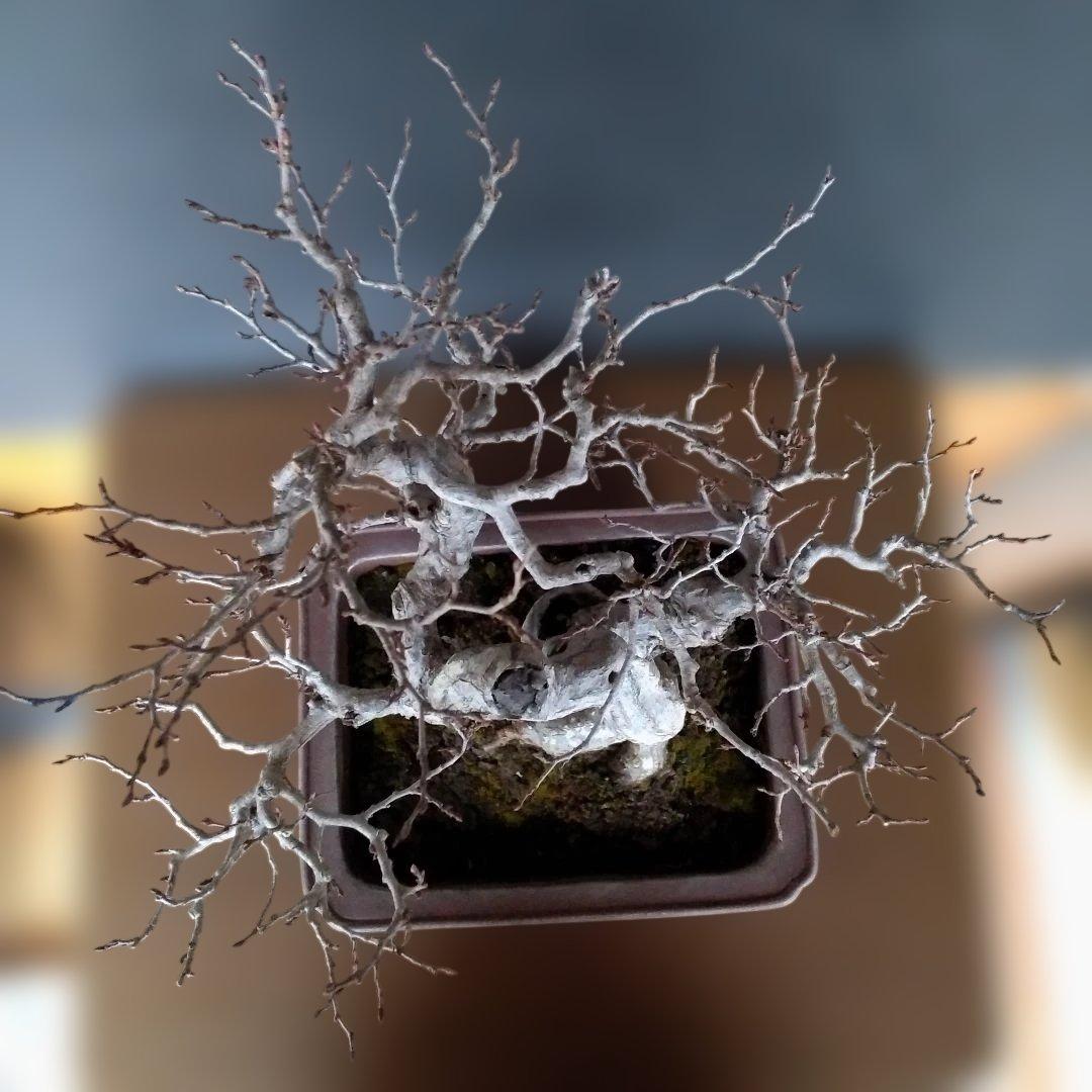 イワシデ盆栽 (岩四手盆栽)