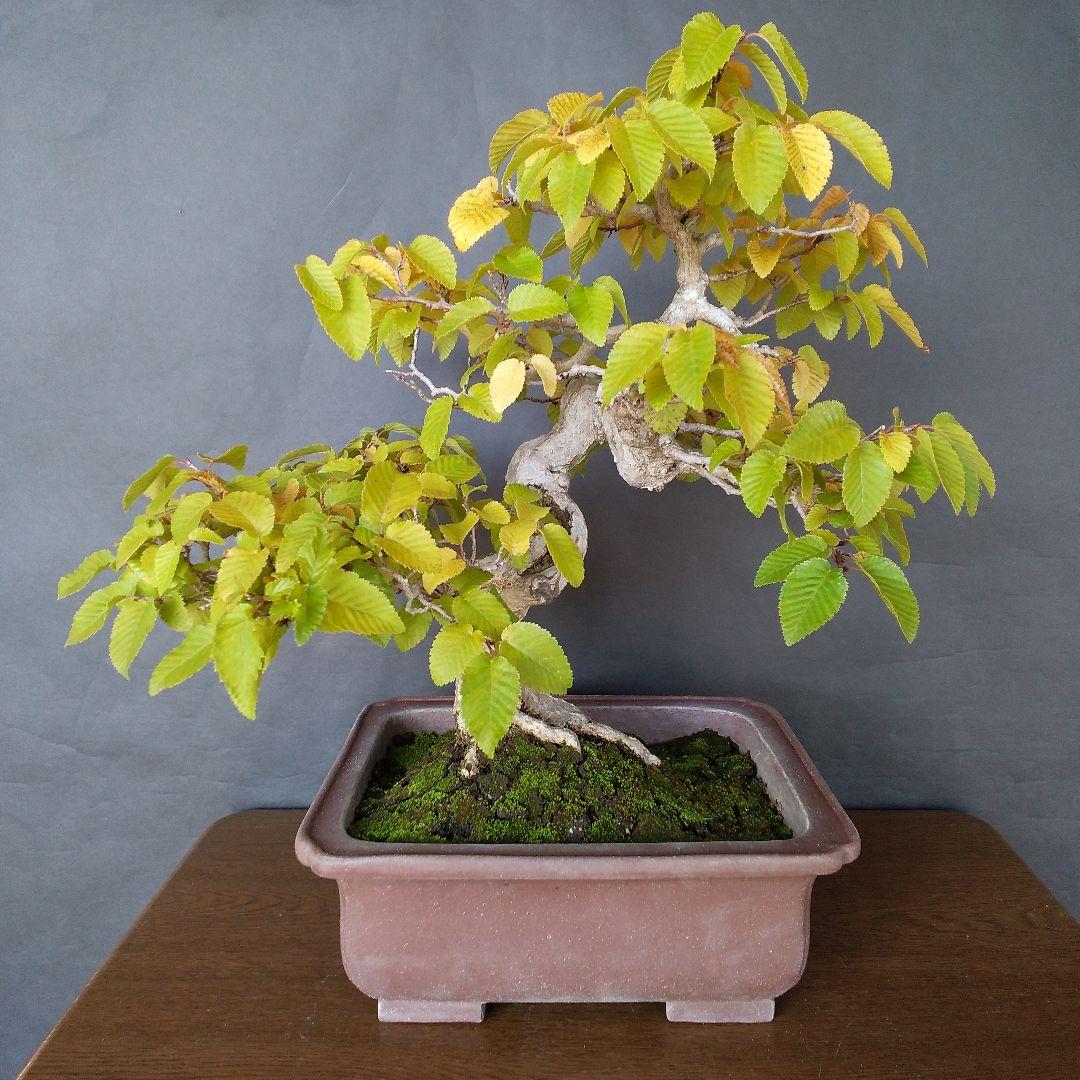 イワシデ盆栽 (岩四手盆栽)