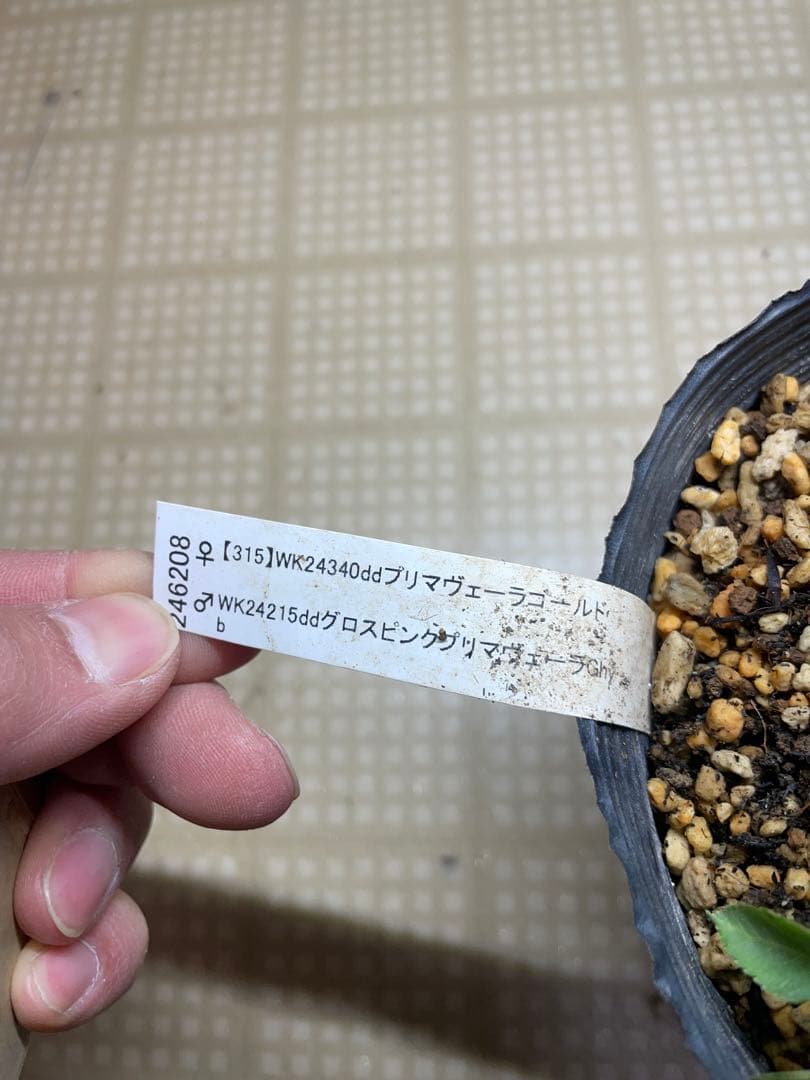加藤農園 グロッシーカラー クリスマスローズ
