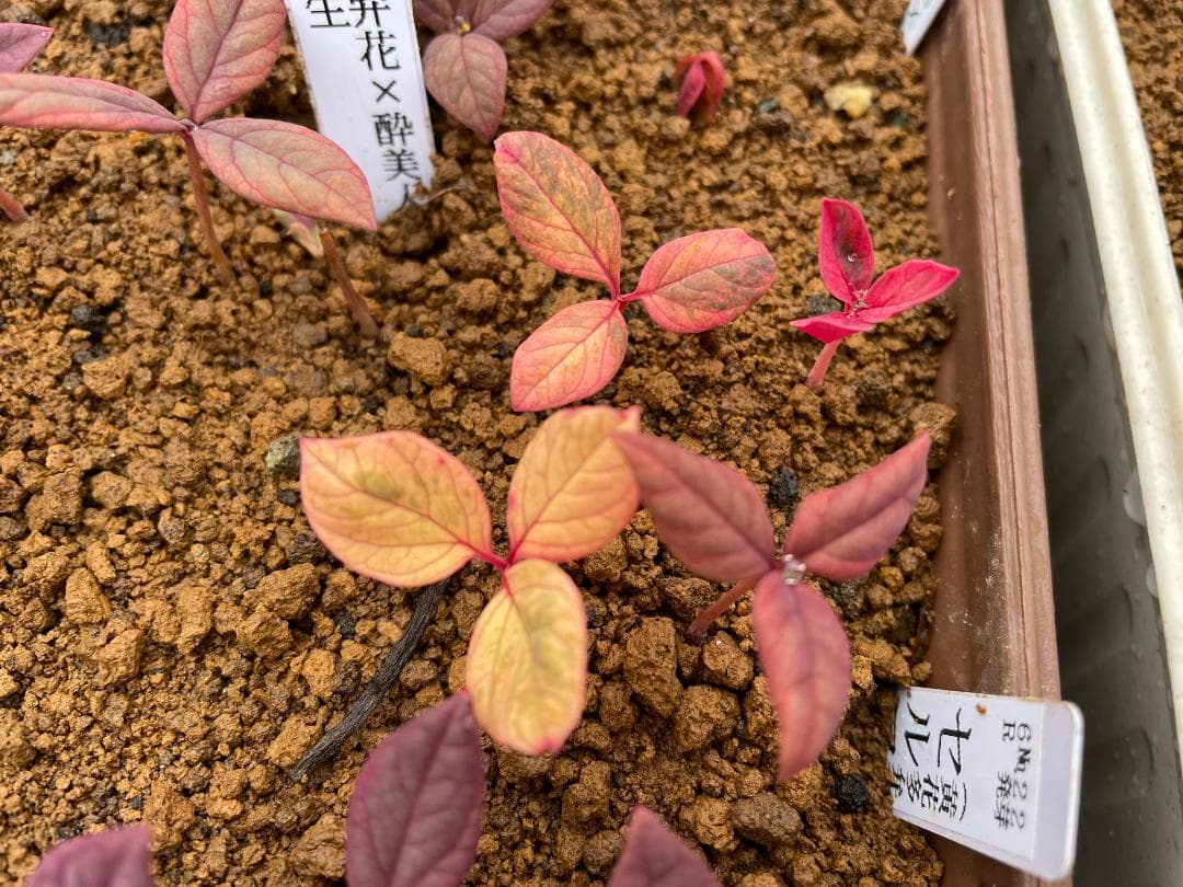 ＫＴＳ１◆【黄花多弁花】×【酸美人】◆交配ヤマシャクヤク（斑無し）◆実生5年生苗