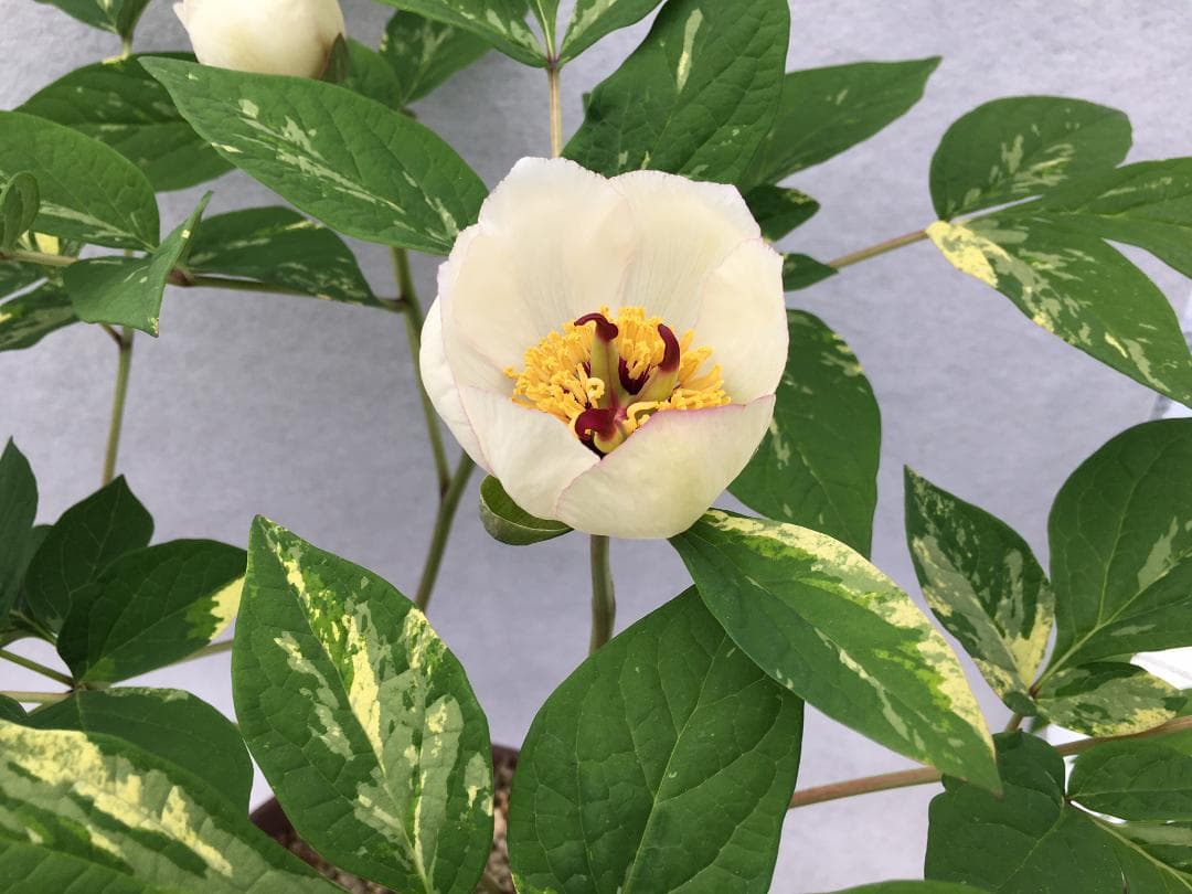 ＫＴＳ１◆【黄花多弁花】×【酸美人】◆交配ヤマシャクヤク（斑無し）◆実生5年生苗