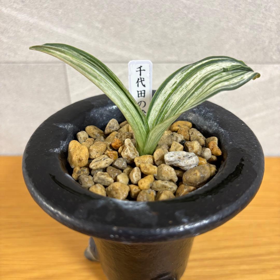 【値下げ！】万年青　千代田の松　薄葉系　鉢付き　おもと