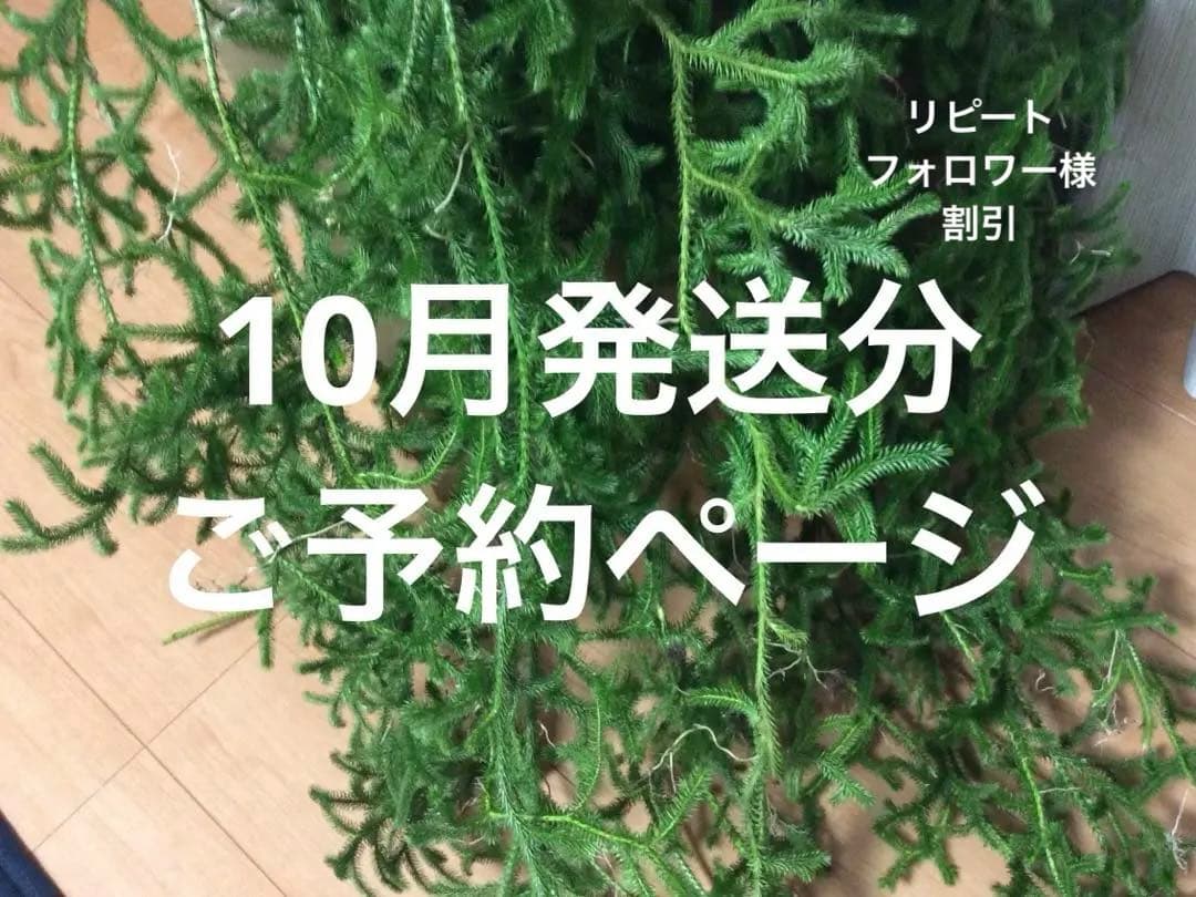 ヒカゲノカズラ　信州産　　ご予約ページ