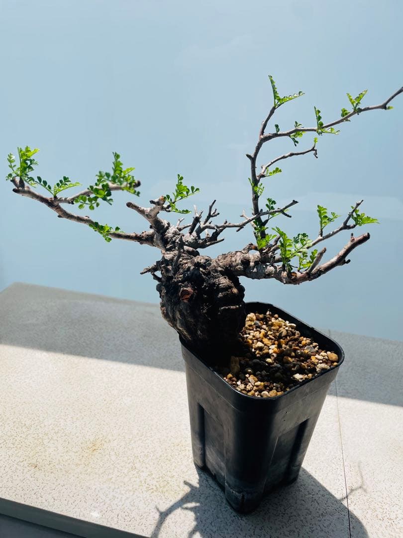 【価格見直し！】【発根済み限定3株】残り2株！オペルクリカリア・パキプス①