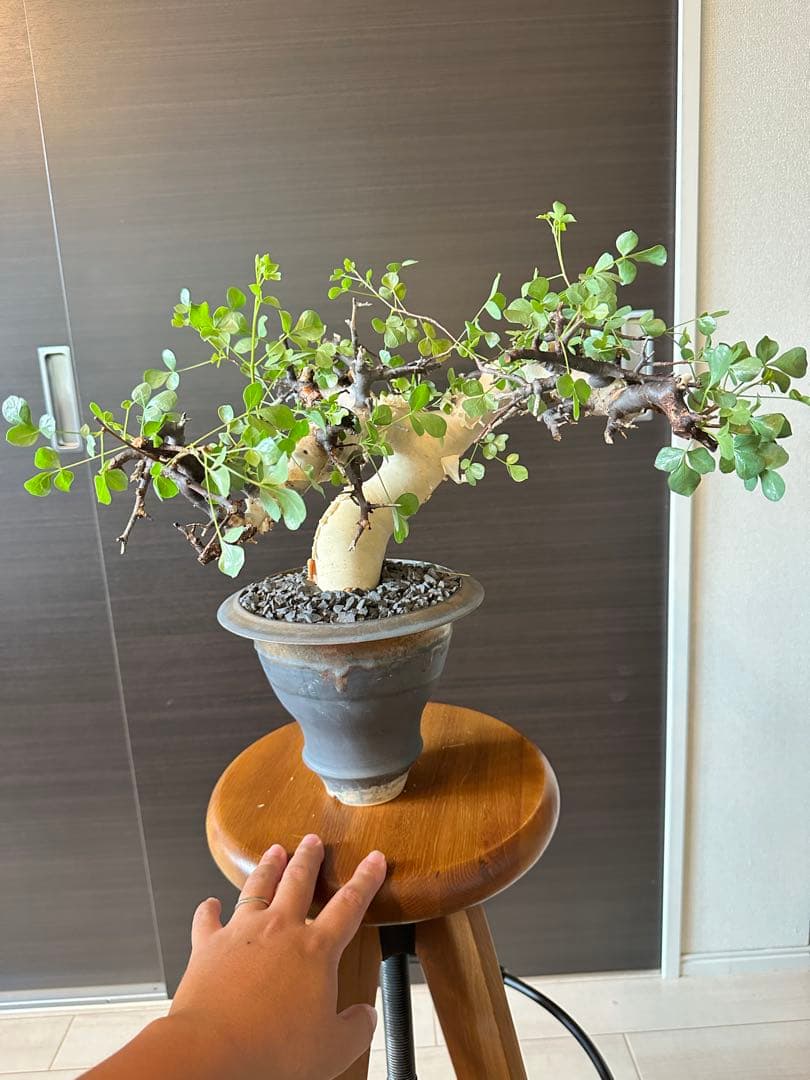 ぶ*た様 コミフォラ ピュア カタフ 極美株