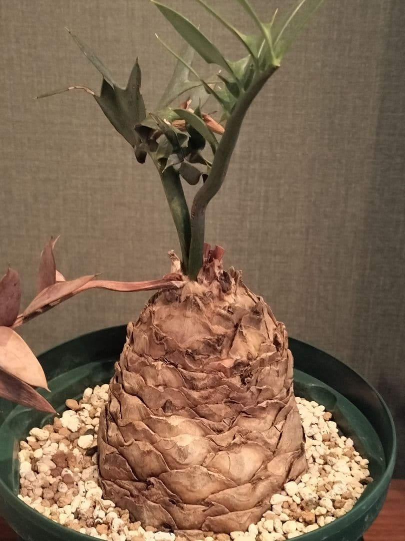 【manx】 エンセファラルトス ホリダス 南アフリカ産 大株