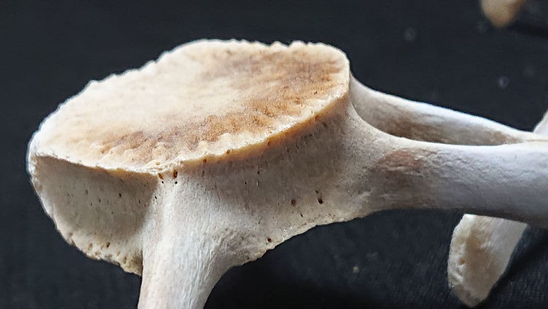 【希少】イルカの骨セット_4