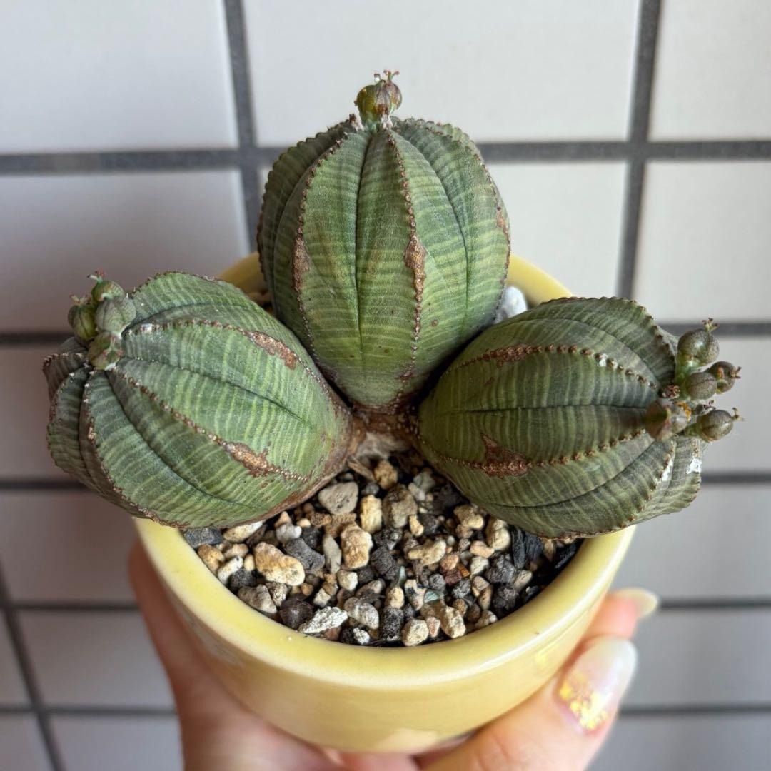 よ*ね様 ユーフォルビア オベサ 3頭 トリプルヘッド