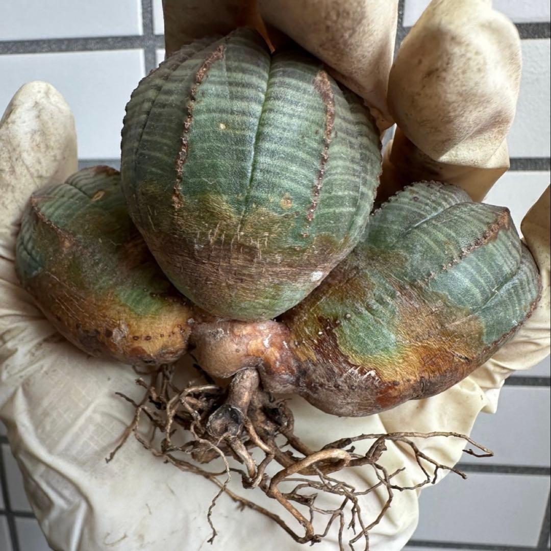 よ*ね様 ユーフォルビア オベサ 3頭 トリプルヘッド