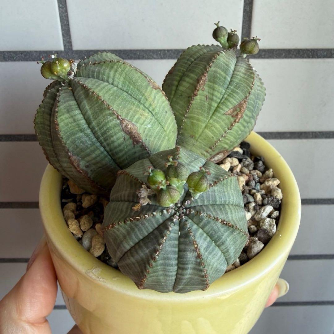 よ*ね様 ユーフォルビア オベサ 3頭 トリプルヘッド