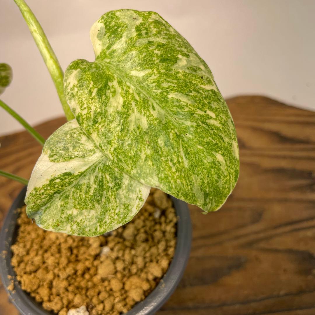 j*@様 ms30モンステラ　デリシオーサ　レガシー　斑入り　legacy Va